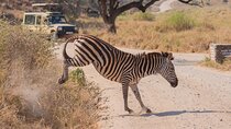 7 Days Experience Tanzania Wildlife Safari from Zanzibar