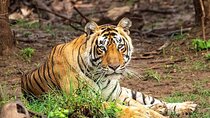 Jaipur to Ranthambore One-Day Safari Tour