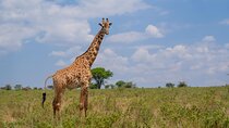 3-Day Experience Tanzania Safari from Zanzibar