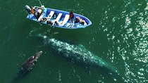 San Ignacio Lagoon Gray Whale Watching Adventure