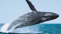 Whale Watching Adventure in Cabo San Lucas