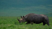 Ngorongoro Crater Day Tour Big Five Safari Adventure