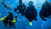 Discovery of the Seabed of Agadir Underwater Adventure
