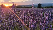Sunset Lavender Tour