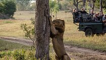  Explore Kruger National Park by 4WD