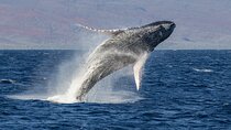 Morning Whale Watching Tour in Maui with Continental Breakfast
