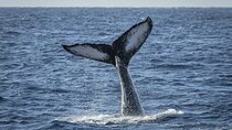 Afternoon Whale Watching Tour in Maui with Dinner
