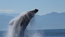 Whale Watching with Biologist and Hydrophone in Puerto Vallarta