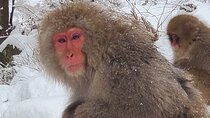 Snow Monkey Park & Zenkoji Private Tour (Customizable)