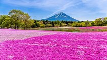 Mt. Fuji Photo Spots, Pink Moss & Cherry Blossom Tour from Tokyo