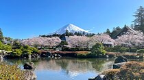 Mt. Fuji Cherry Blossoms and Tea picking Tour