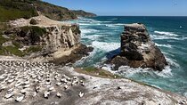 The Ultimate Muriwai Gannet Colony Experience Private Tour