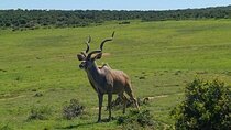 Kragga Kamma Game Reserve And Coastal Drive