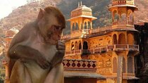 Jaipur: Private Evening Tour with Monkey Temple & Local Market