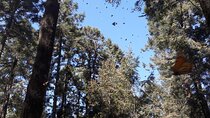 San Miguel de Allende Monarch Butterflies Tour