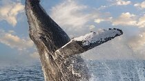 Puerto Vallarta Whale Watching Tour
