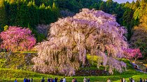 Nara Cherry Blossom Highlights Spring Special Day Tour from Osaka