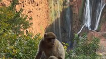 Ouzoud Waterfall Full-Day Hike, Boat & Monkey Encounter
