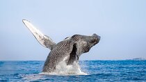 Whale Watching in Los Cabos – An Unforgettable Experience 
