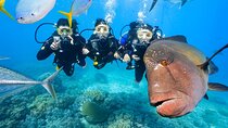 Reef Tour with SCUBA Dive from Cairns, pontoon with activities