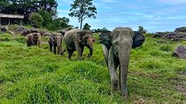 Phuket City Tour & Elephant Sanctuary – Town, Temple, Food & View
