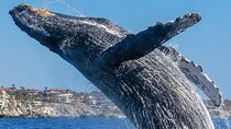 Whale Watching in Cabo: 2-Hour Small Group Tour to The Arch