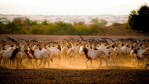 Sir Bani Yas Island Wildlife Safari Half Day Experience