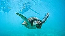 "Private snorkeling with turtles in Akumal + Photos included"