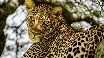 4 Day Tarangire, Serengeti & Ngorongoro Crater - Big Five Safari