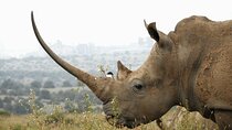 Half Day :safari Game Drive At Nairobi Park/elephant Sanctuary/giraffe Centre