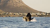5-Days Cape Town ,5 Attraction Tours: