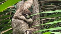 Sloth Watching in Panama City’s Tropical Urban Forest
