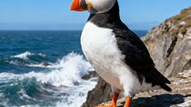 Puffins and Gin at Arbikie Gin Distillery Inc Admission fee's