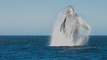 Collective Tour of the Arc de Los Cabos and Whale Watching
