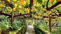 Sorrento Lemon Tour with Limoncello Making and Lunch