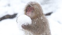 VIP Snow Monkeys Park Customized Private One Day Tour 