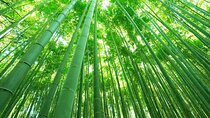 Half Day Kyoto Sagano Bamboo Grove & Arashiyama Walking Tour