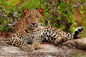 Yala National Park Private Safari trip from Galle/Unawatuna/Mirissa