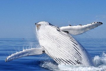 Whale Watching from Augusta in Western Australia