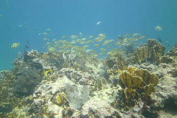 Try Scuba Diving with Professional Scuba Instructor