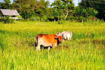 Vientiane Day Trip by Bike Including Tad Moon Waterfall
