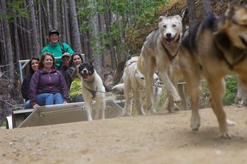 Sled Dog Discovery in Juneau