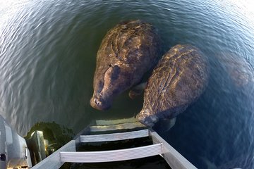 Small group Manatee Tour with In-Water Divemaster/Photographer