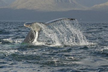 Whales, Penguins & Glaciers Navigation From Punta Arenas