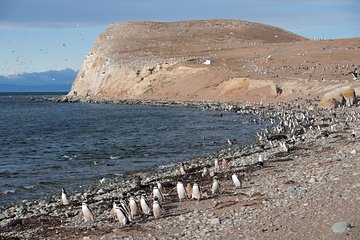 Magdalena Island Penguin Tour by Boat from Punta Arenas