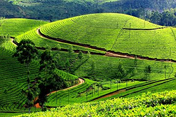Private Day Trip to Munnar from Kochi (Cochin)