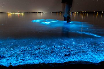 Florida Bioluminescence Kayaking Tour | Haulover canal (Titusville)