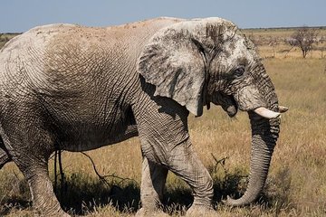 6-Day Dunes and Wildlife Accommodated Safari from Windhoek