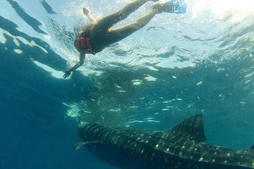 Whale Shark Tour from Holbox Island