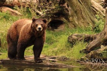 Sitka Shore Excursion: Bears, Raptor Center, & Totem Park Tour (Small Group)
